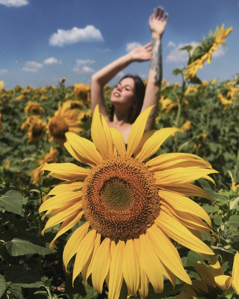 Photo shoots with sunflowers