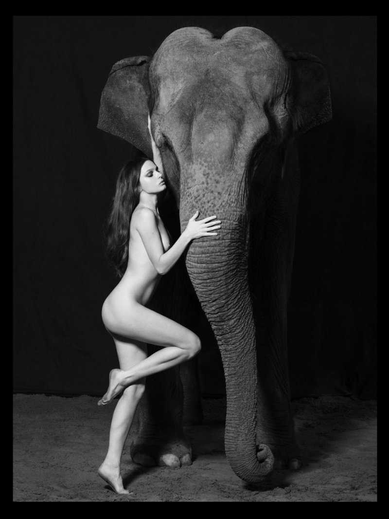 Naked photo shoot with an elephant