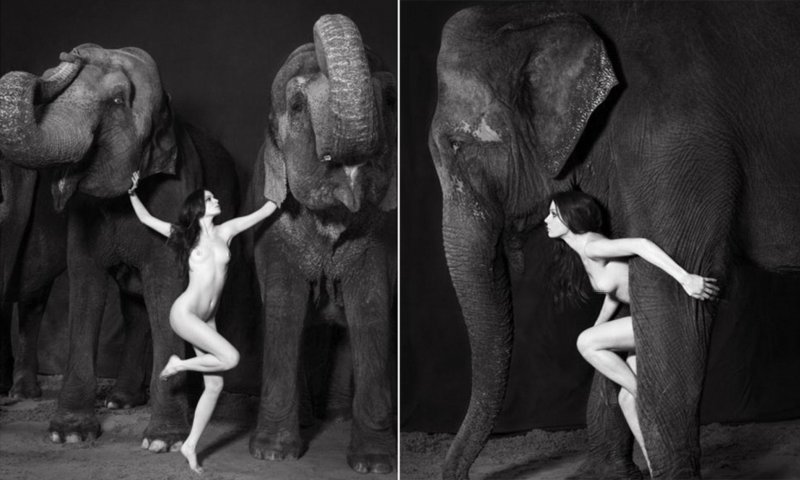 Naked photo shoot with an elephant