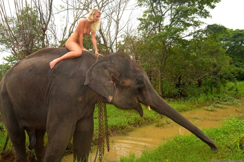 Naked photo shoot with an elephant