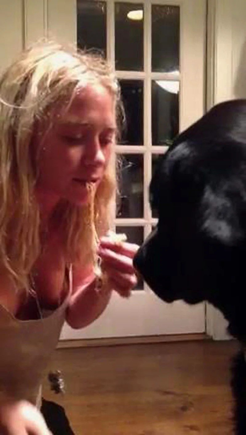 Newfoundland dog