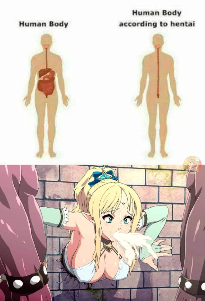 Human anatomy
